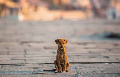 21 Августа - Всемирный день бездомных животных