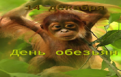 14 Декабря – Международный день обезьян