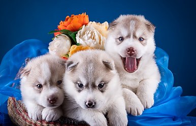 23 марта – Всемирный день щенков