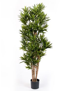 Искусственное растение Драцена Рефлекса h180