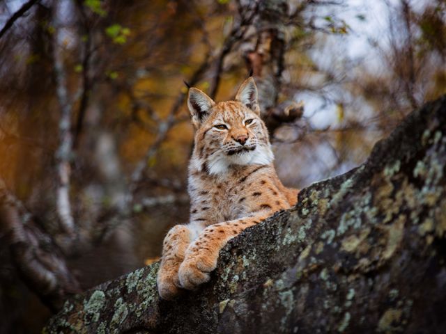 Дикая кошка в природе