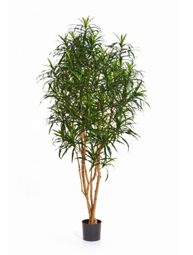 Искусственное растение Драцена Анита h150