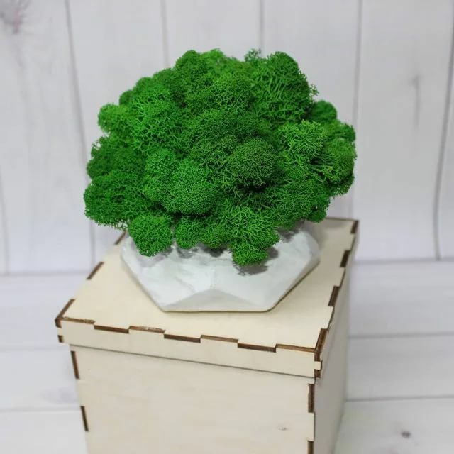 Мох в горшочке