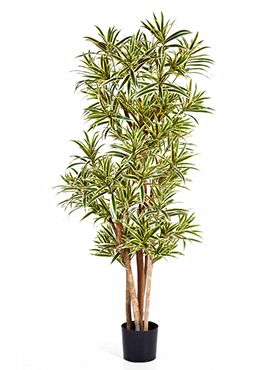 Искусственное растение Драцена Рефлекса золотая h180