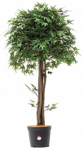 Искусственное растение Клен Вентри h105