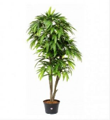 Искусственное растение Манго Хобарт h170