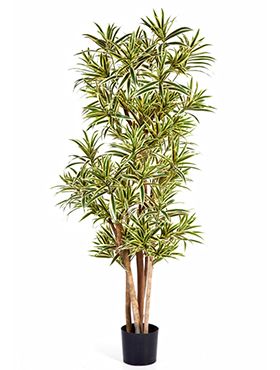 Искусственное растение Драцена Рефлекса золотая h150