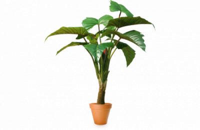 Искусственное растение Тропическое Таро h130