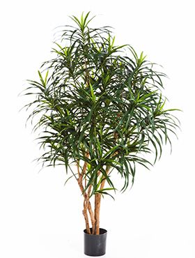 Искусственное растение Драцена Анита h120