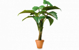 Искусственное растение Тропическое Таро h130