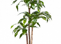 Искусственное растение Драцена Фрагранс h120